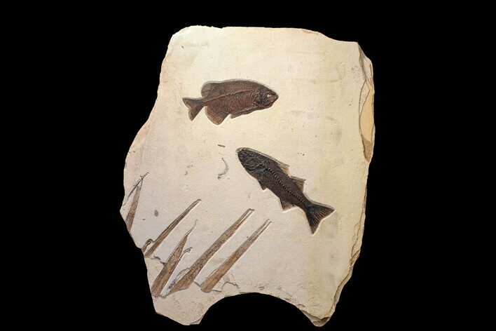 Tall Green River Fossil Fish Mural - Authentic Fossils #132128